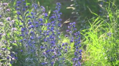 Mavi kır çiçekleri. Güneş altında yaz çiçekleri. Gün batımında ormanda. Çiçeklerdeki arılar