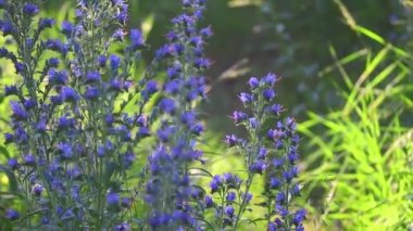 Mavi kır çiçekleri. Güneş altında yaz çiçekleri. Gün batımında ormanda. Çiçeklerdeki arılar