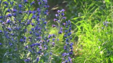 Mavi kır çiçekleri. Güneş altında yaz çiçekleri. Gün batımında ormanda. Çiçeklerdeki arılar
