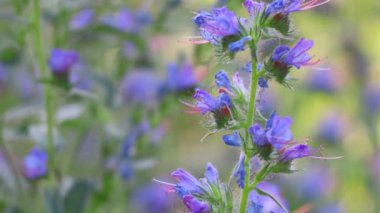 Mavi kır çiçekleri. Güneş altında yaz çiçekleri. Gün batımında ormanda. Çiçeklerdeki arılar