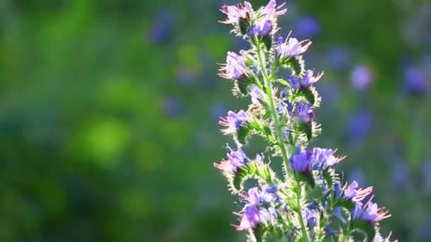 Μπλε Αγριολούλουδα Καλοκαιρινά Λουλούδια Στον Ήλιο Στο Δάσος Ηλιοβασίλεμα Μέλισσες — Αρχείο Βίντεο