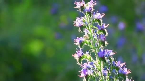 Blauwe Wilde Bloemen Zomerbloemen Zon Het Bos Bij Zonsondergang Bijen — Stockvideo