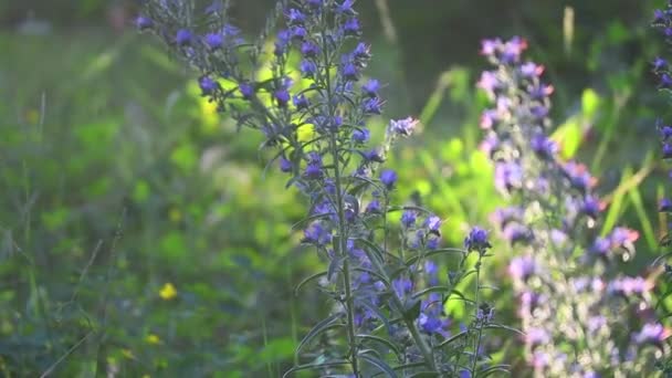 Μπλε Αγριολούλουδα Καλοκαιρινά Λουλούδια Στον Ήλιο Στο Δάσος Ηλιοβασίλεμα Μέλισσες — Αρχείο Βίντεο