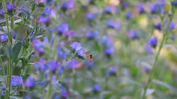 Blauwe Wilde Bloemen Zomerbloemen Zon Het Bos Bij Zonsondergang Bijen — Stockvideo