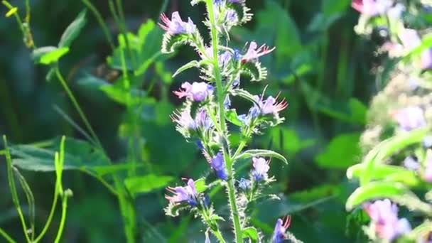 Blauwe Wilde Bloemen Zomerbloemen Zon Het Bos Bij Zonsondergang Bijen — Stockvideo