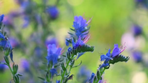 Blauwe Wilde Bloemen Zomerbloemen Zon Het Bos Bij Zonsondergang Bijen — Stockvideo