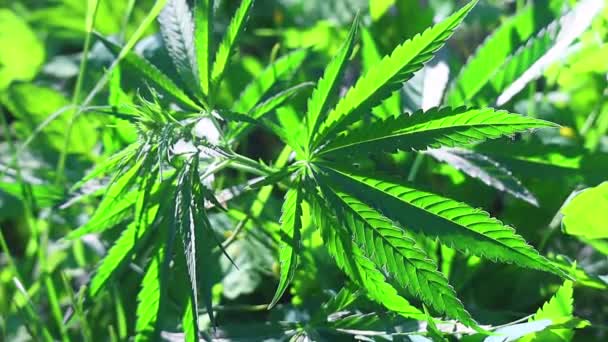 Zelené Listy Konopí Konopí Marihuana — Stock video