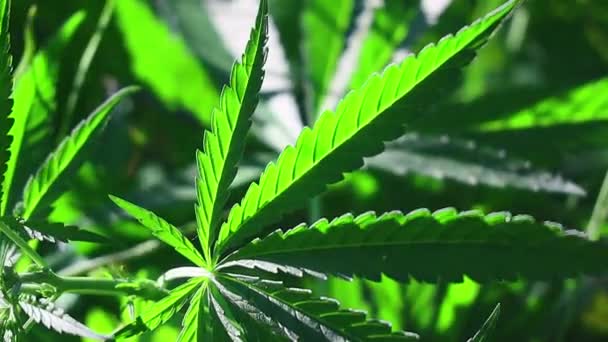 Folhas Verdes Cânhamo Cannabis Marijuana — Vídeo de Stock