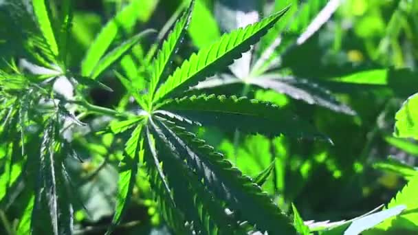 Zelené Listy Konopí Konopí Marihuana — Stock video