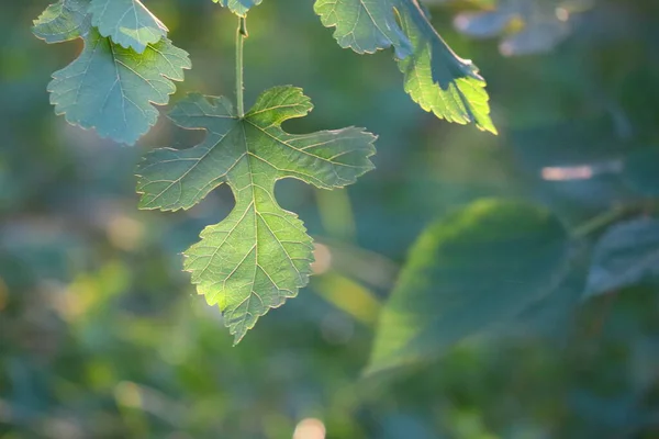 Красивий Лист Дереві Зелений Лист Сонячних Променях Дерева Заході Сонця — стокове фото