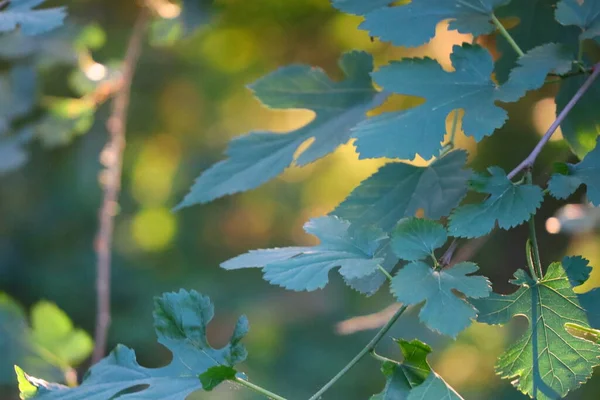 beautiful leaf on a tree. green leaf in the rays of the sun. trees at sunset. leaf in the wind