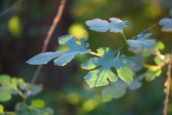 Piękny Liść Drzewie Zielony Liść Promieniach Słońca Drzewa Zachodzie Słońca — Zdjęcie stockowe