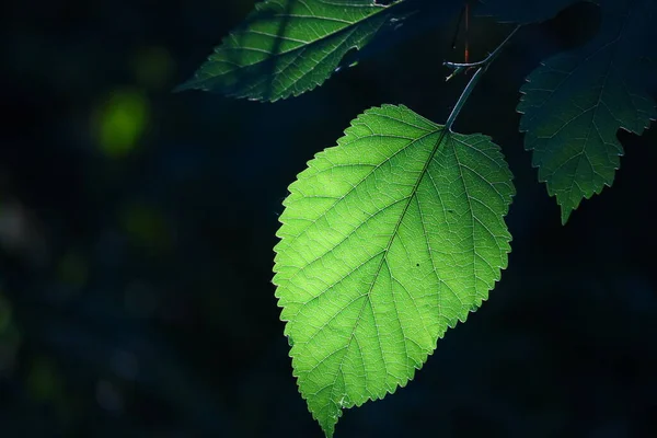 Gyönyörű Levél Egy Fán Zöld Levél Nap Sugaraiban Fák Naplementekor — Stock Fotó