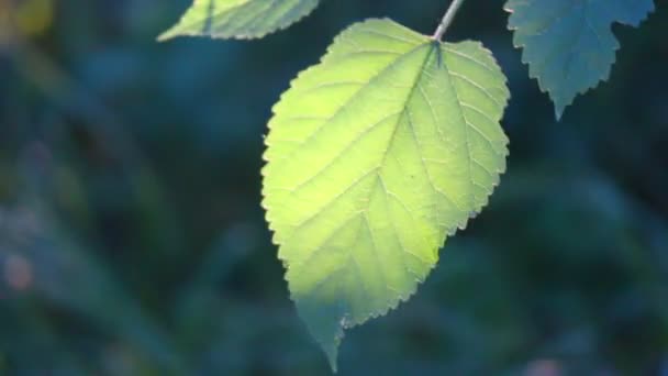 Bella Foglia Albero Foglia Verde Raggi Del Sole Alberi Tramonto — Video Stock