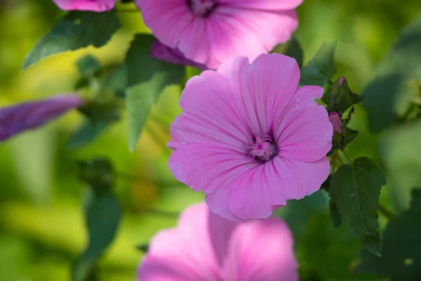 Belles Fleurs Roses Fleurs Pourpres Bluebells — Photo