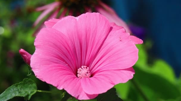 Schöne Rosa Blüten Violette Blüten Blauglocken — Stockvideo