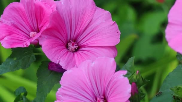 Hermosas Flores Rosadas Flores Púrpuras Campanas Azules — Vídeo de stock