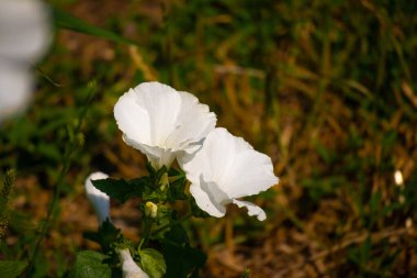 Güzel beyaz çiçekler. Beyaz çiçekli çançiçekleri.
