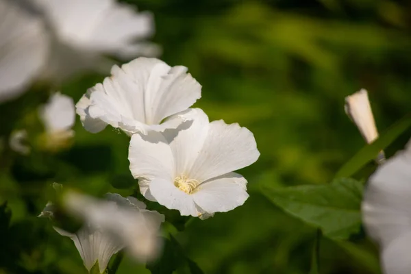 美しい白い花 白い花が咲く — ストック写真