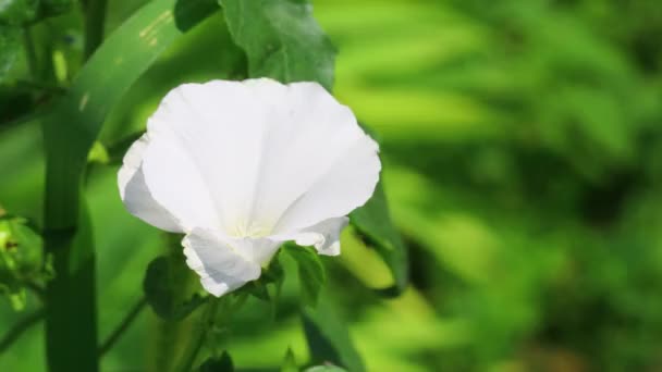 Hermosas Flores Blancas Flores Blancas Campanas Azules — Vídeo de stock
