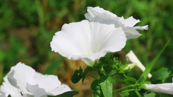Krásné Bílé Květiny Bílé Květy Bluebells — Stock video