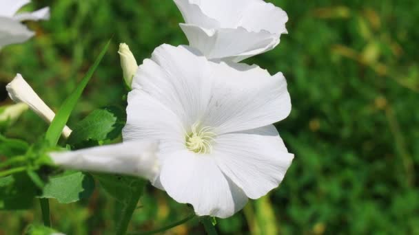 Lindas Flores Brancas Sinos Azuis Flores Brancas — Vídeo de Stock