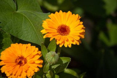 Güzel portakal çiçekleri. sarı kır çiçekleri.