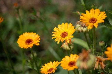 Güzel portakal çiçekleri. sarı kır çiçekleri.