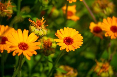 Güzel portakal çiçekleri. sarı kır çiçekleri.