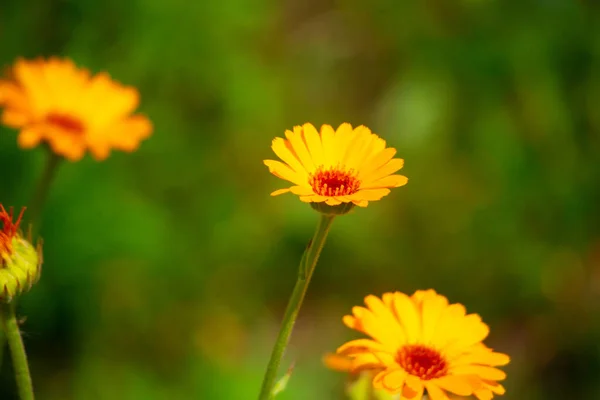 美しいオレンジの花 黄色の野の花 — ストック写真