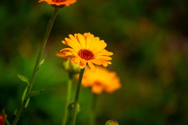 美丽的橙花 黄色野花 — 图库照片