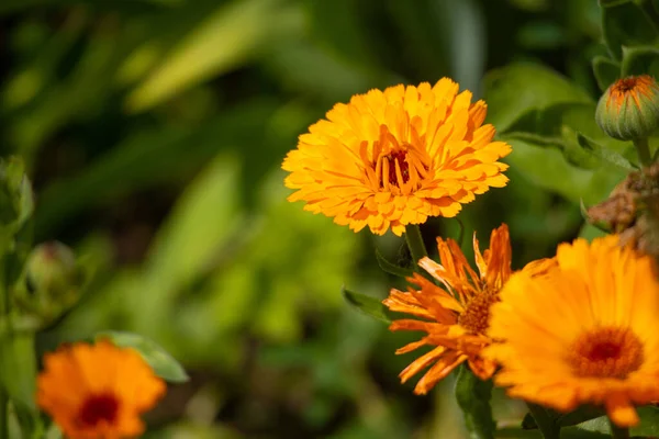 Beautiful Orange Flowers Yellow Wildflowers — Stock Photo, Image