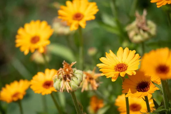 Lindas Flores Laranja Flores Selvagens Amarelas — Fotografia de Stock