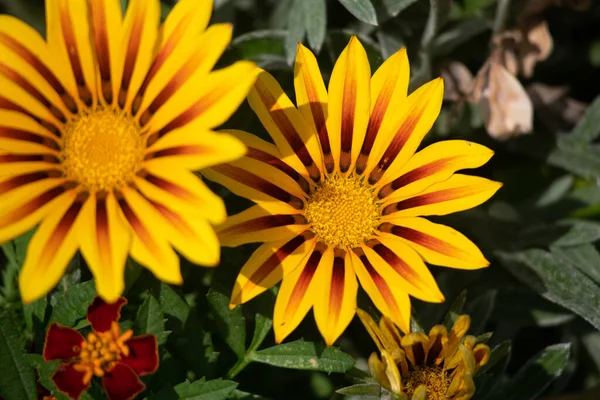 Beautiful Orange Flowers Yellow Wildflowers — Stock Photo, Image