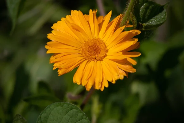 Beautiful Orange Flowers Yellow Wildflowers — Stock Photo, Image