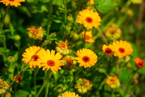 美しいオレンジの花 黄色の野の花 — ストック写真