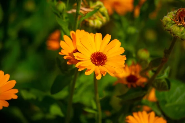 Hermosas Flores Naranjas Flores Silvestres Amarillas — Foto de Stock