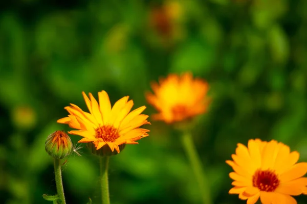 Krásné Oranžové Květiny Žluté Květy — Stock fotografie