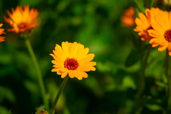 美しいオレンジの花 黄色の野の花 — ストック写真