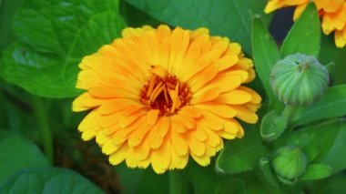 Güzel portakal çiçekleri. sarı kır çiçekleri.