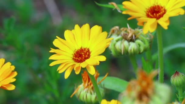 belles fleurs oranges. fleurs sauvages jaunes.