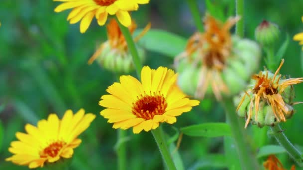 Mooie Oranje Bloemen Gele Wilde Bloemen — Stockvideo