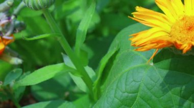 Güzel portakal çiçekleri. sarı kır çiçekleri.