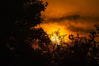 Kırmızı güneş ve bulutlar. Gün batımında ağaç dalları