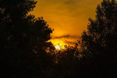 Kırmızı güneş ve bulutlar. Gün batımında ağaç dalları