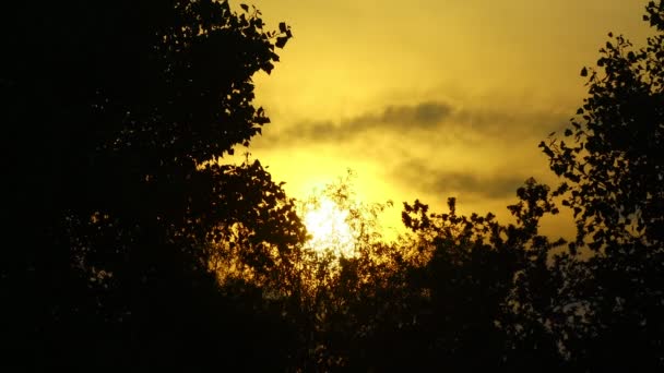 Червоне Сонце Хмари Гілки Дерев Заході Сонця — стокове відео
