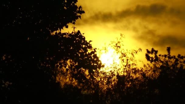 Κόκκινος Ήλιος Και Σύννεφα Κλαδιά Δέντρων Ηλιοβασίλεμα — Αρχείο Βίντεο