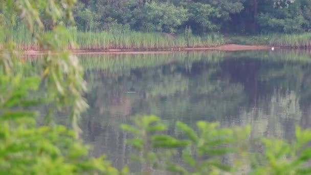 Красивий Пейзаж Річці Відображення Воді Літній Вечір Річці — стокове відео