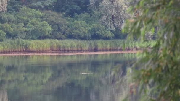 Nehir Manzarası Çok Güzel Sudaki Yansıma Nehirde Bir Yaz Akşamı — Stok video