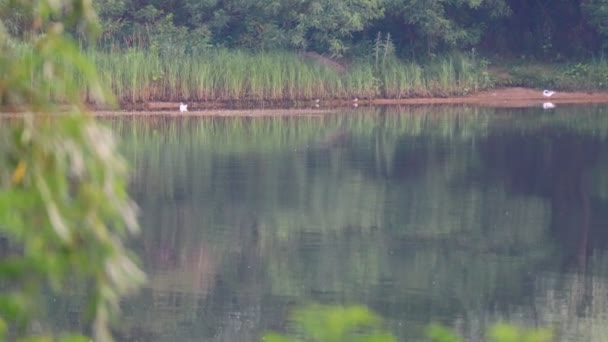 Όμορφο Τοπίο Στο Ποτάμι Αντανάκλαση Στο Νερό Καλοκαιρινό Βράδυ Στο — Αρχείο Βίντεο